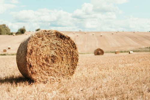 Preview: Agriculture background with copy space. Harvested field with straw bales. Summer and autumn harvest