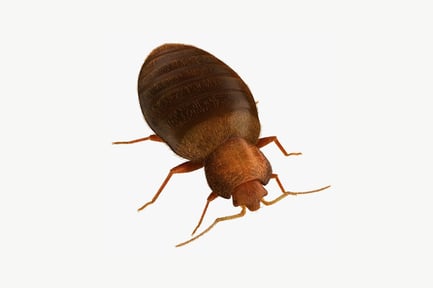 Preview: Lateral view of a cockroach