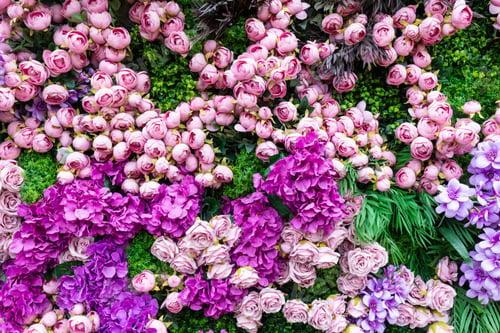Preview: Flowers pink roses on green clover wall background