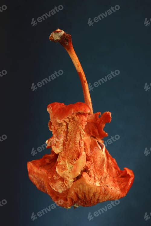 Preview: dry apple on colored background