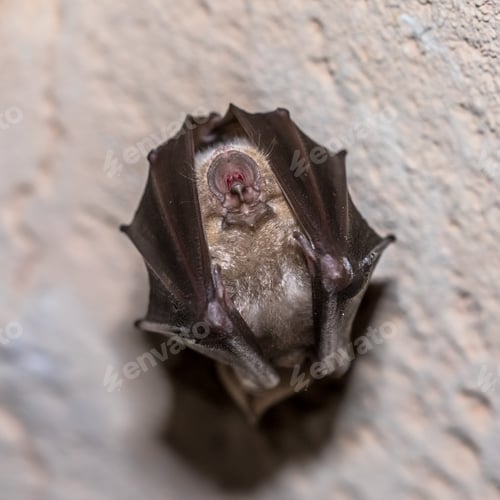 Preview: Greater horseshoe bat hanging folded