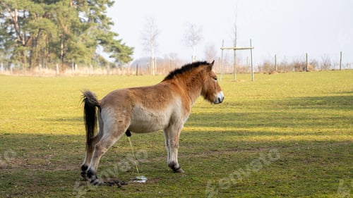 Preview: Majestic brown horse strolling leisurely across a grassy and muddy terrain