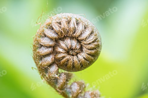 Preview: Closeup Fiddlehead Fern Plant
