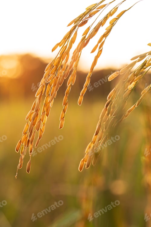 Preview: close up of yellow green rice field