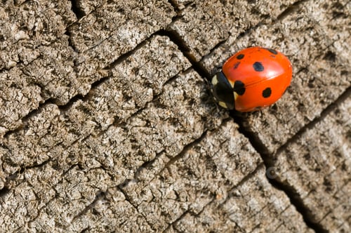 Preview: Seven spot ladybird