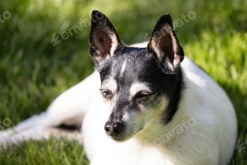 Preview: Adorable Toy Fox Terrier Dog relaxing on grass outside.