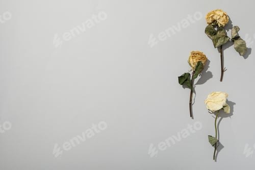 Preview: Dried white roses on gray background, space for text