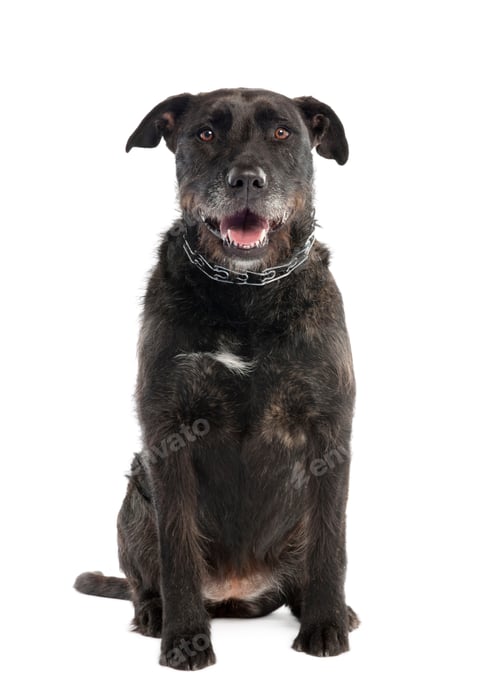 Preview: Mixed-Breed Dog between a bernese mountain and an american staffordshire terrier