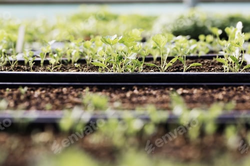 Preview: Close up of trays of seedlings and salad leaves in a polytunnel in an organic vegetable garden.