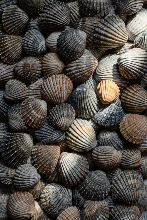 Preview: Seashells illuminated by sun