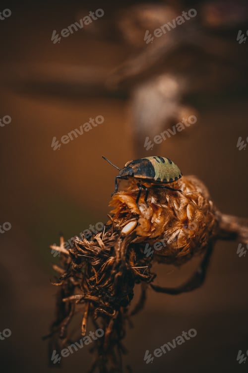 Preview: Macro photography of insects. Insect life.Green beetle.