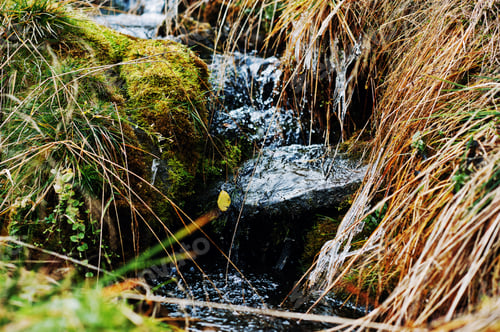 Preview: Small forest stream with frozen grass and moss
