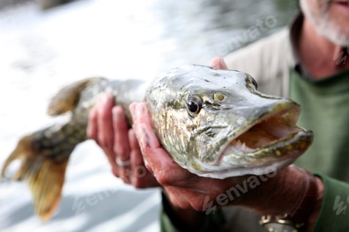 Preview: An angler holding a large pike fish with a wide mouth, a catch.
