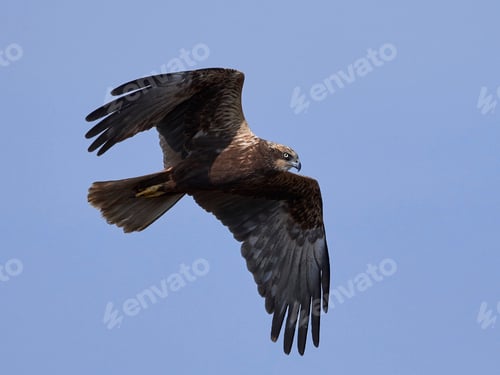 Preview: Western marsh harrier (Circus aeruginosus)