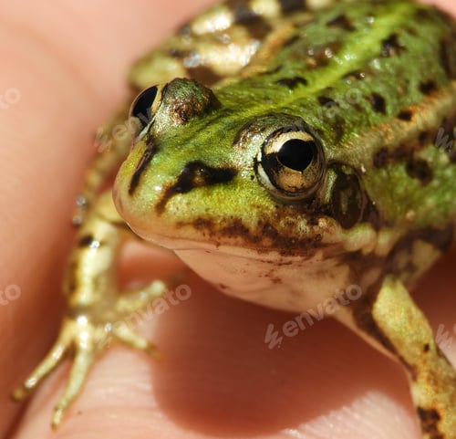 Preview: Closeup shot of a person holding a small pool frog under the lights