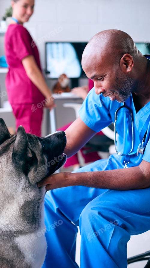Preview: Male Vet Examining And Stroking Pet Akita Dog In Surgery With Colleague At Computer In Background