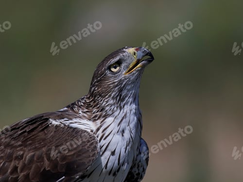 Preview: Bonellis eagle (Aquila fasciata)