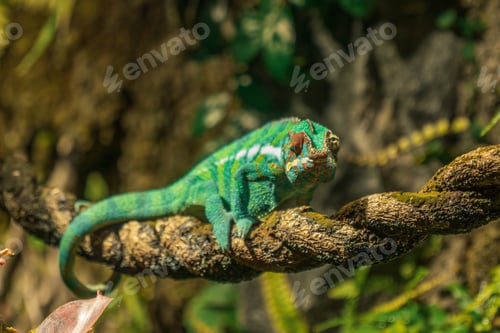 Preview: Chameleon in Saint Petersburg Oceanarium, Russia