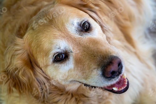 Preview: Pet animal; cute Golden Retriever dog