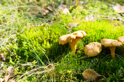Preview: chanterelle mushrooms on wooden background