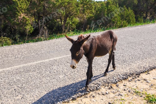 Preview: funny wild donkey