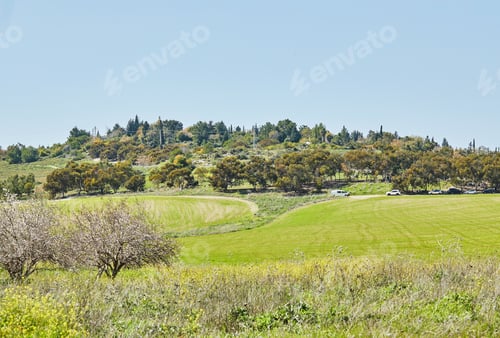 Preview: Gardens with flowering almond trees in early spring in Israel