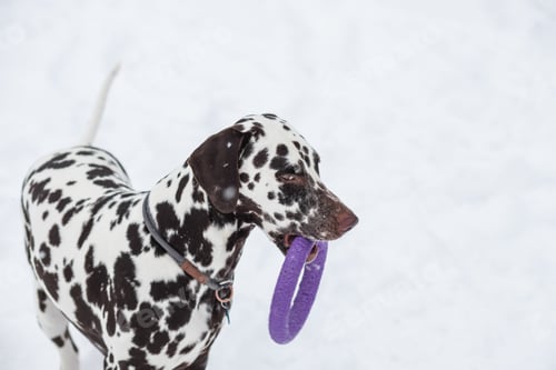 Preview: Dalmatian dog holding toy and looking up inviting to play. Winter fun with pet.. Playful dog with a