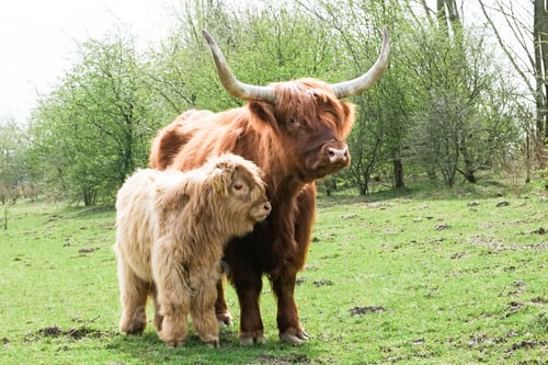 Preview: Calf cow