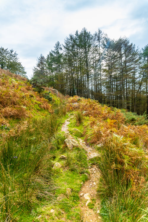 Preview: The path of Mount Adarra in the town of Urnieta near San Sebastian, Gipuzkoa. Basque Country
