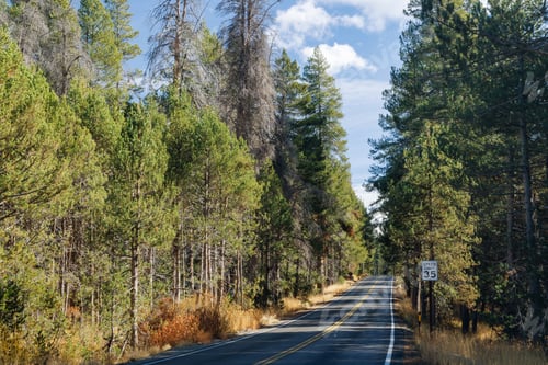 Preview: Asphalt road through a coniferous forest in a national park