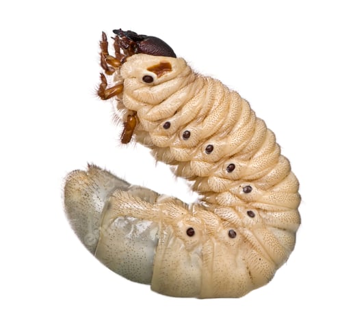 Preview: Larva of a Hercules beetle, Dynastes hercules, against white background, studio shot