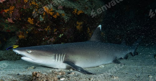 Preview: Shark swimming underwater in ocean