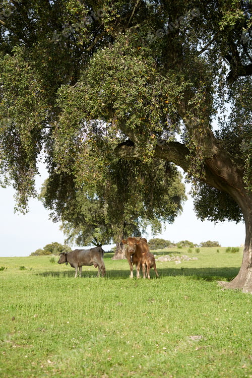 Preview: Cows with green grazing land.