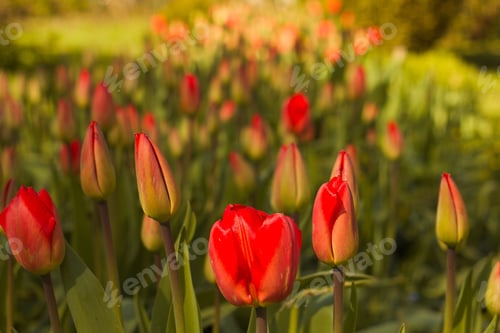 Preview: Red tulips in a sunlit garden, showcasing the beauty of spring blooms
