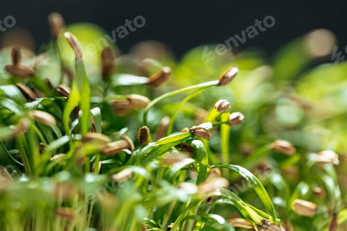 Preview: Young green sprouts of micro green close up