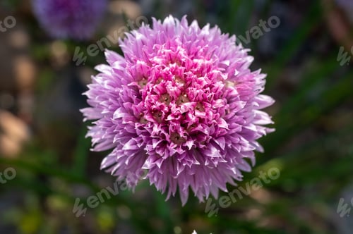 Preview: Closeup shot of a blooming bright purple round chive plant