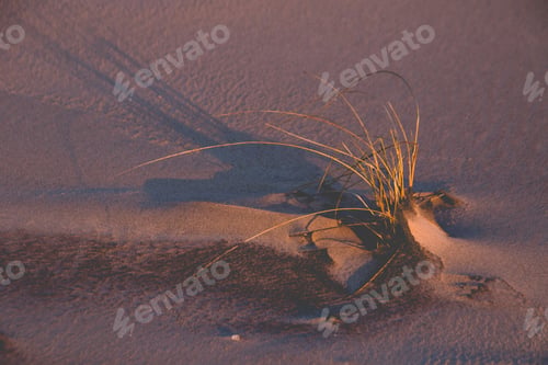 Preview: Closeup shot of plants growing on a sandy coast of Baltic Sea