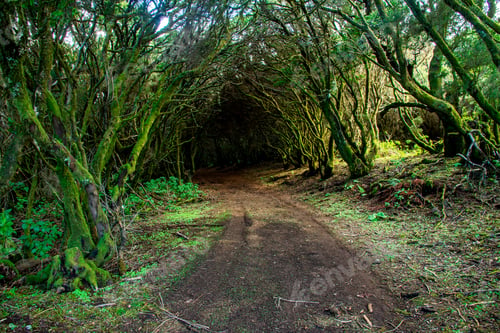 Preview: Amazing landscape in a forest, path, green trees, vegetation, el hierro, Canary Islands