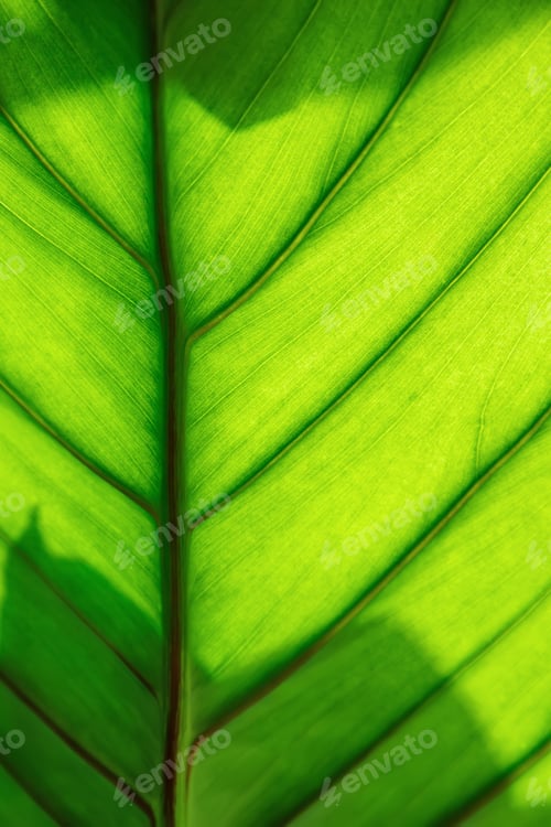 Preview: Close-up view bright green palm tree leaf details reveal intricate plant veins pattern