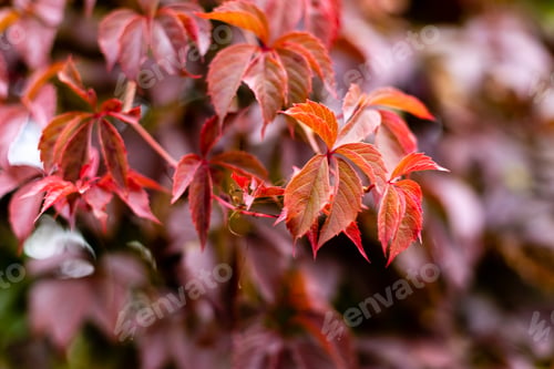 Preview: Red leaves of wild grapes growing densely on a fence on an autumn day