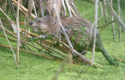 Preview: Muskrat, Ondatra zibethicus. An animal sitting in a pond eating plants