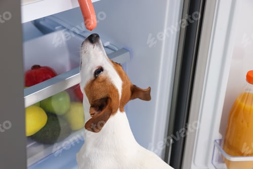 Preview: Beautiful Jack Russell Terrier reaching for sausage in refrigerator