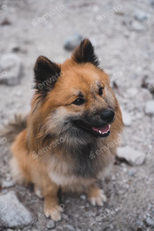 Preview: Cute dog sitting on stony ground