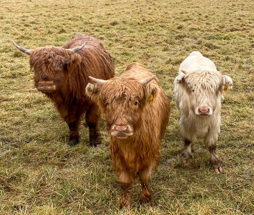 Preview: Closeup of highlands on a grassy landscape