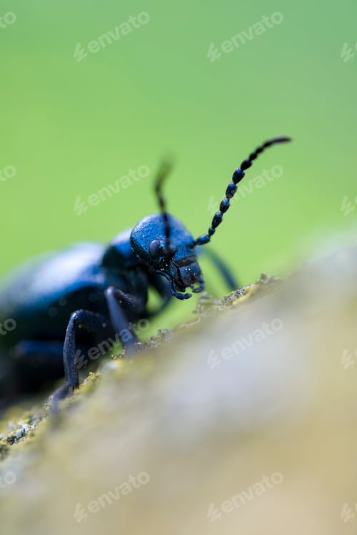 Preview: black oil beetle