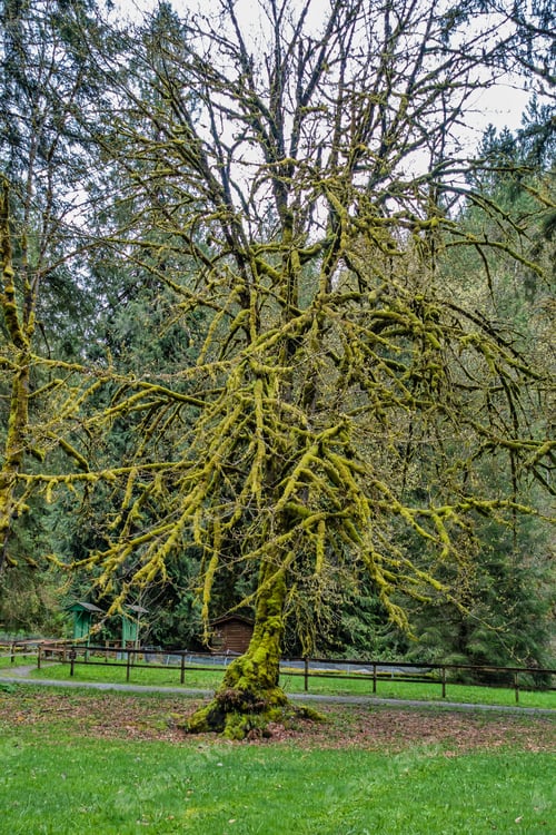 Preview: Moss Covers Tree Branches At Falming Geyser State Park In Washington State.