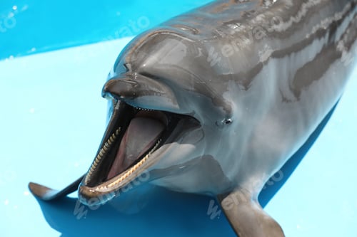 Preview: Cute grey dolphin at poolside on sunny day, closeup