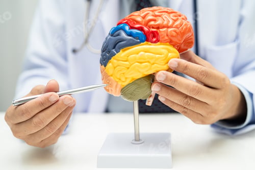 Preview: Asian doctor with human brain anatomy model in hospital.