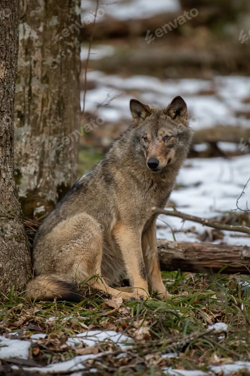 Preview: Wolf in the forest up close. Wild animal in the natural habitat