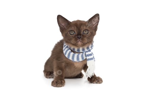 Preview: Adorable Kitten Wearing a Blue and White Scarf